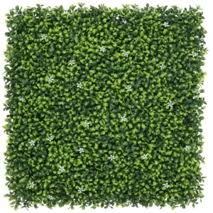 buxus 1